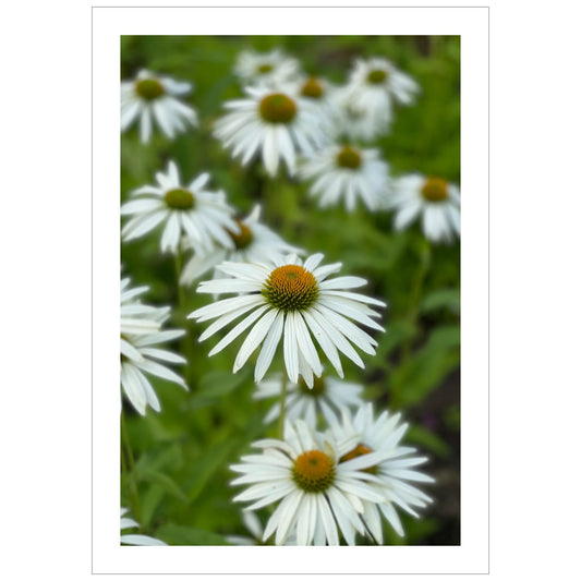 Hvit solhatt i full blomstring. Motivet er dekorativt både som plakat og på lerret.