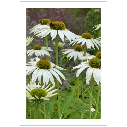 Hvit solhatt i full blomstring. Motivet er dekorativt både som plakat og på lerret.