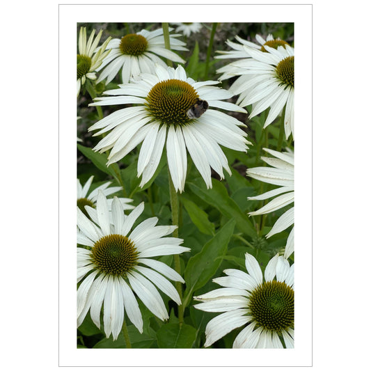 Hvit solhatt i full blomstring. Motivet er dekorativt både som plakat og på lerret.