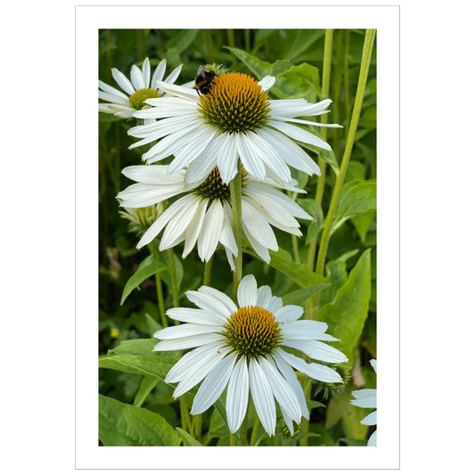Hvit solhatt i full blomstring. Motivet er dekorativt både som plakat og på lerret.