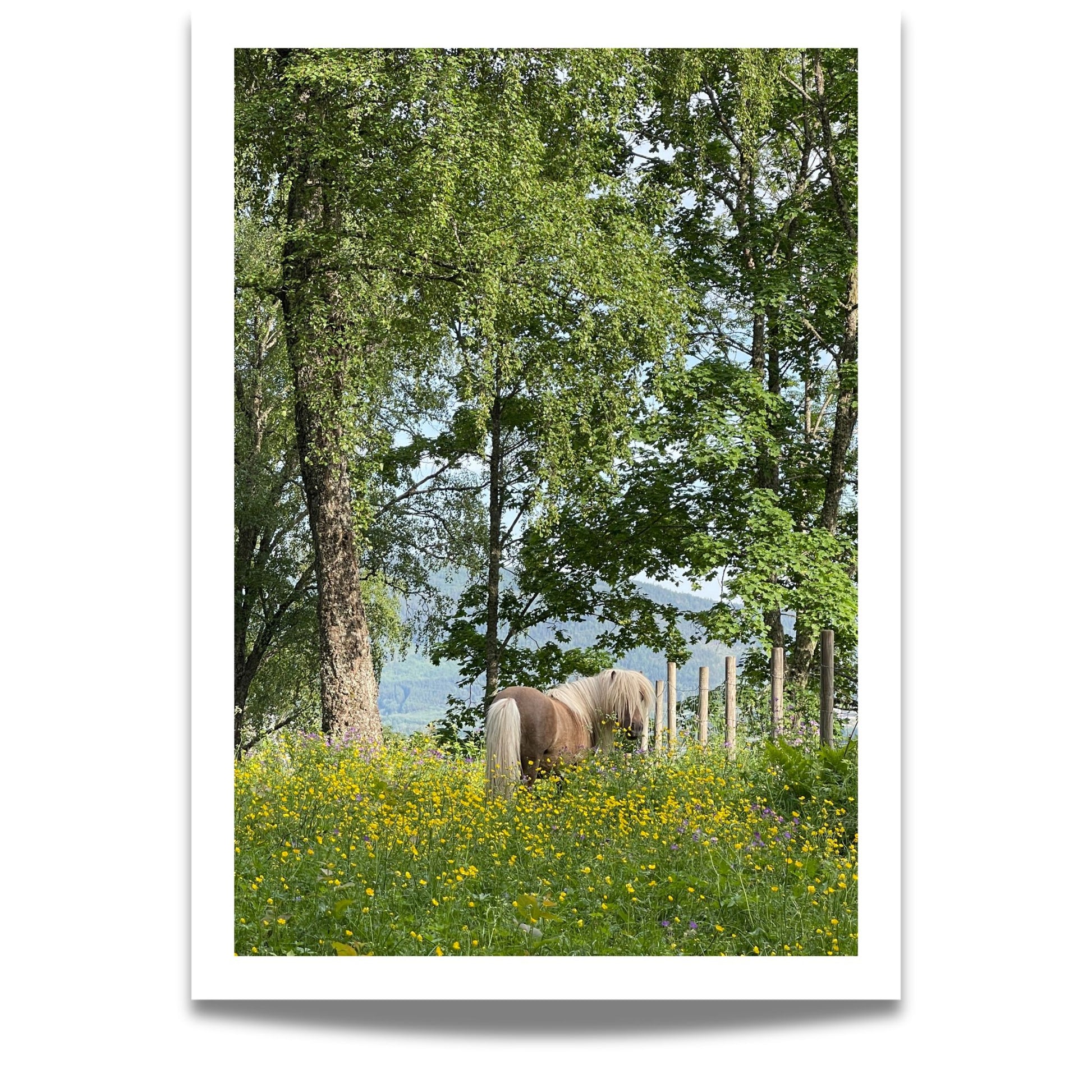 Sigridstien – Hest i Blomstereng er et romantisk og levende motiv av en hest omgitt av markblomster i full blomst. 