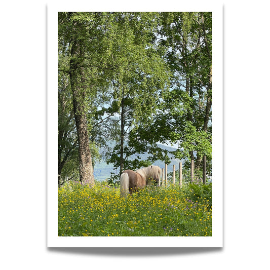 Sigridstien – Hest i Blomstereng er et romantisk og levende motiv av en hest omgitt av markblomster i full blomst. 