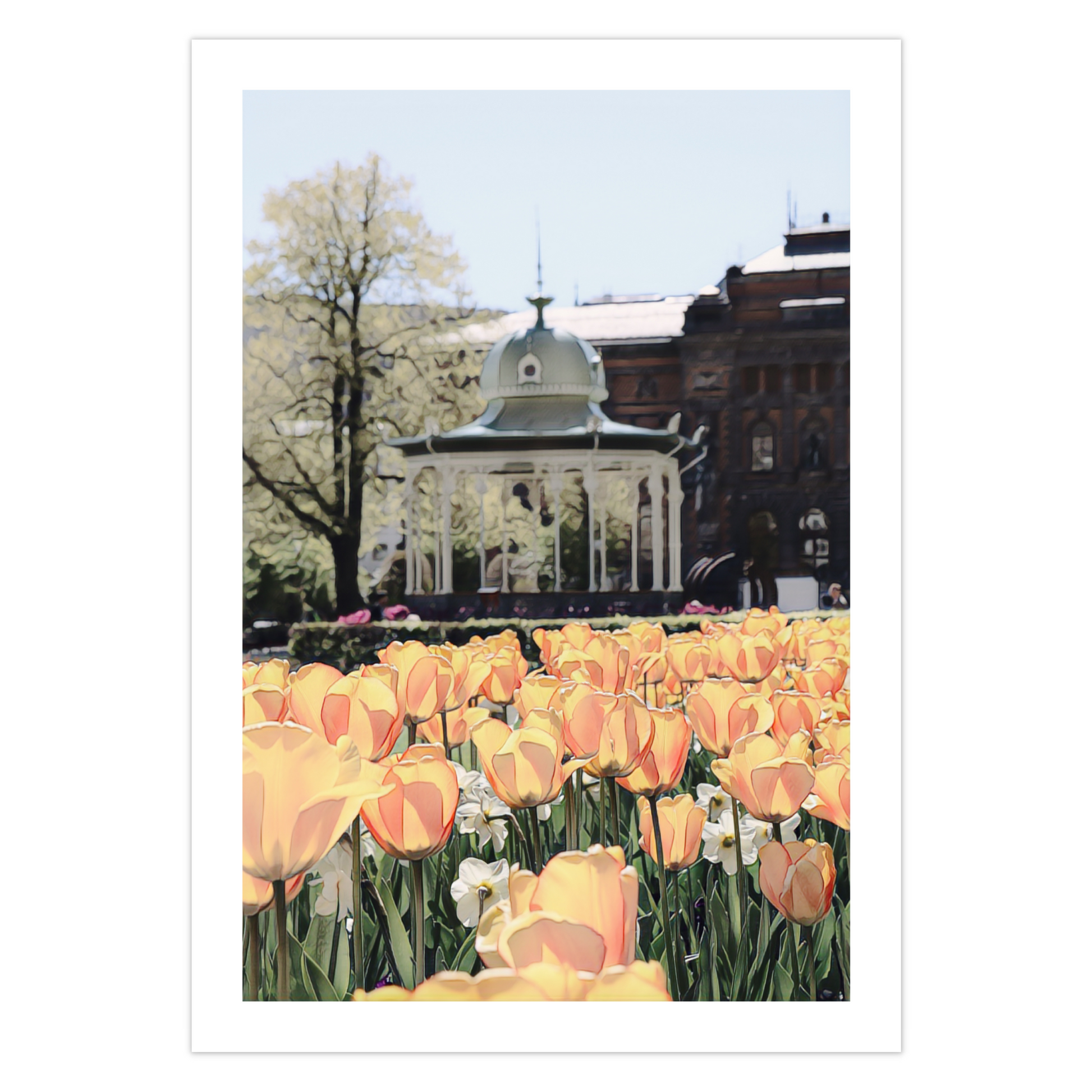 Dette motivet av tulipaner i Byparken i Bergen, vil være et blikkfang på veggen din! Fås som plakat med en dekorativ hvit kant og på lerret.