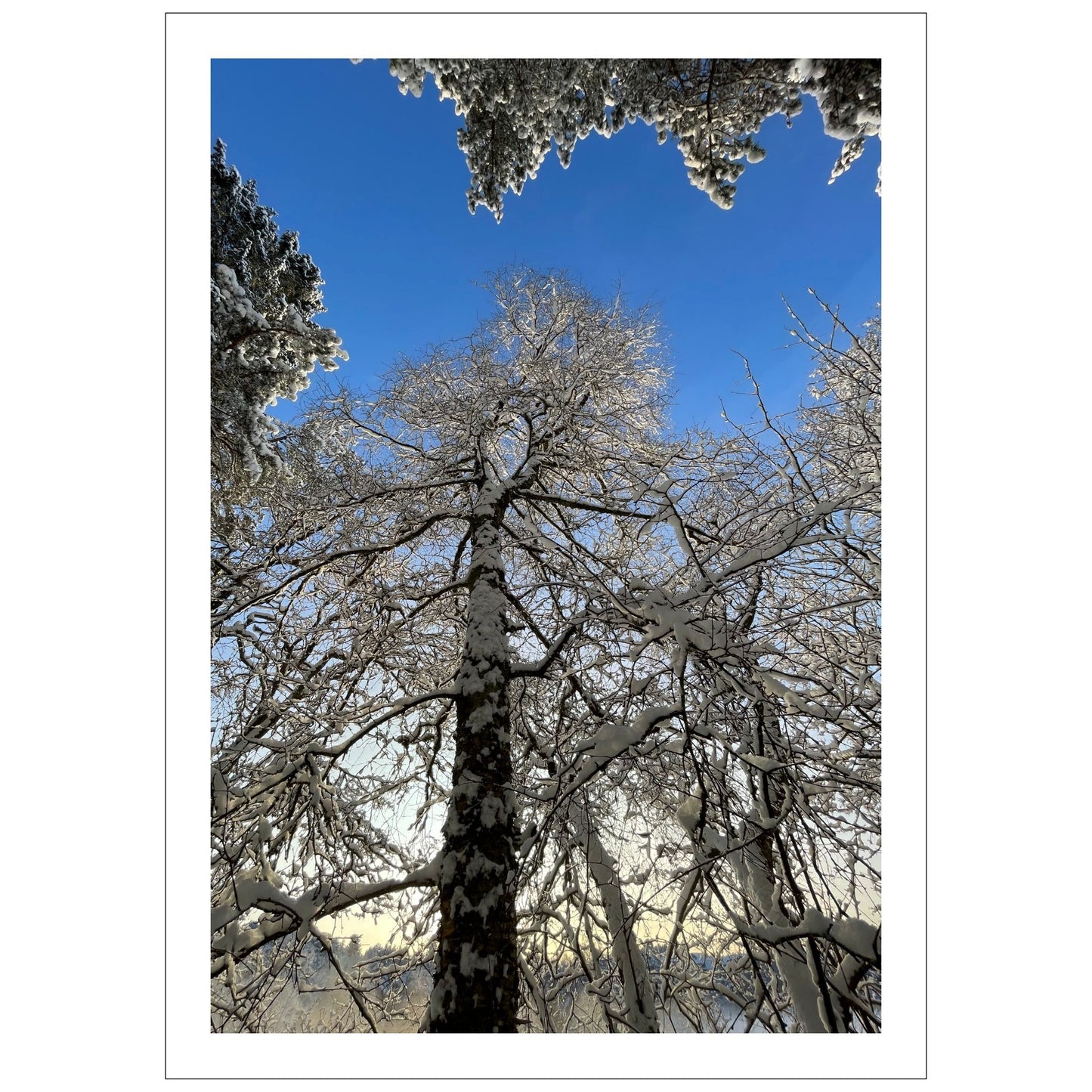 Magisk vinterdag ved Skranevatnet med blå himmel over snøkledde trær. Motivet fås som plakat og på lerret. Plakat har en hvit kant rundt som gir dybde og fremhever motivet.