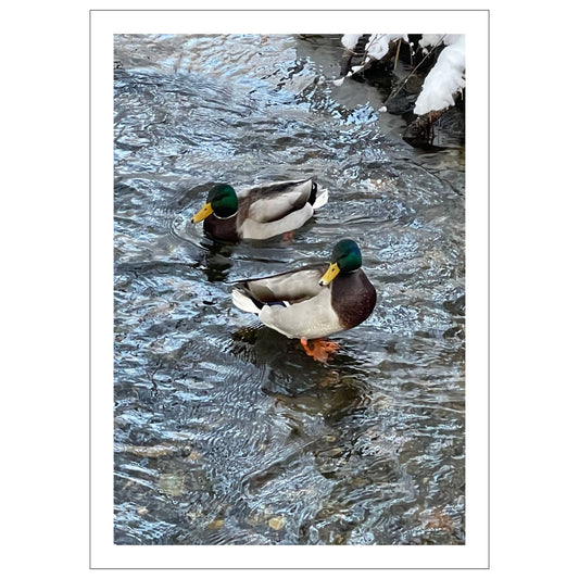 Magisk vinterdag ved Skranevatnet en desmberdag. Stokkendene har funnet seg et åpent vannhull. Motivet fås som plakat og på lerret. Plakat har en hvit kant rundt som gir dybde og fremhever motivet.