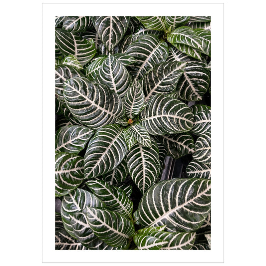 Grønn og frodig Zebra plante som blir en dekorativ poster til veggen din. 