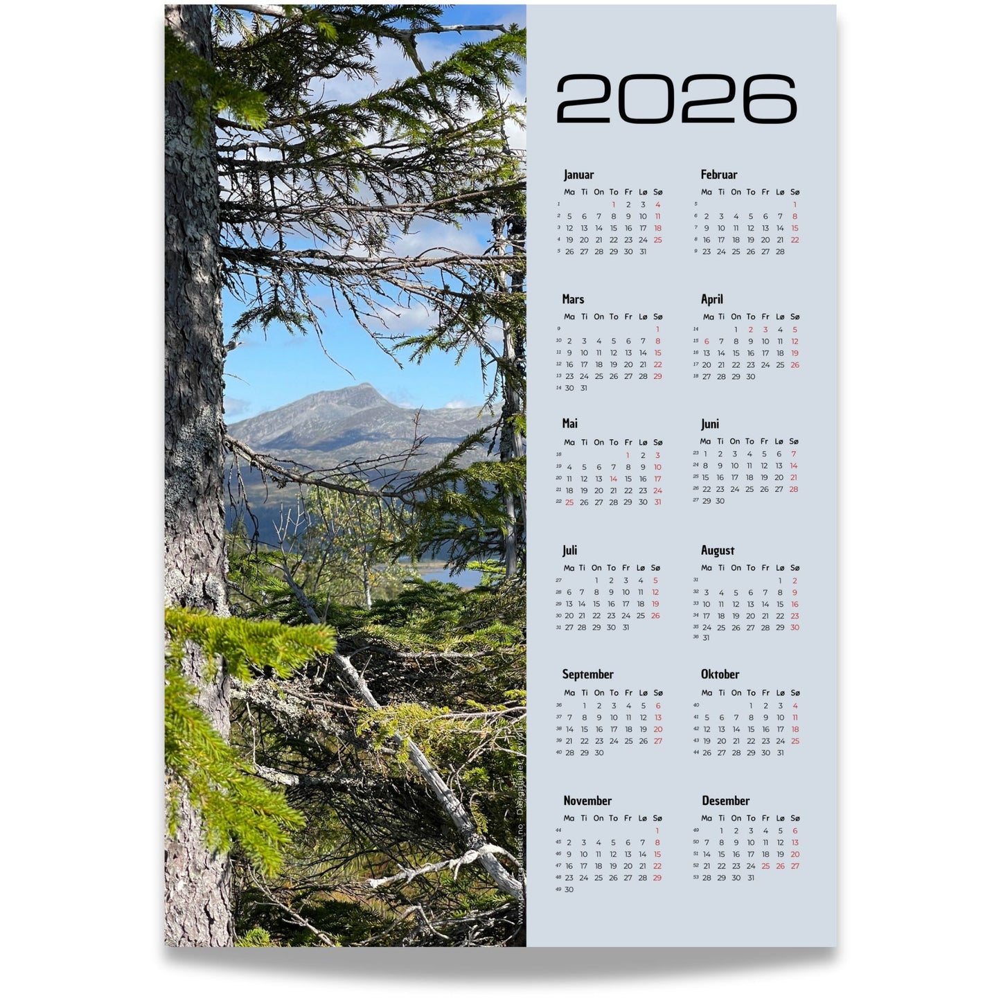 Kalender 2026 med fjellmotiv sett mellom kvister fra et stort grantre i Røyrvik.